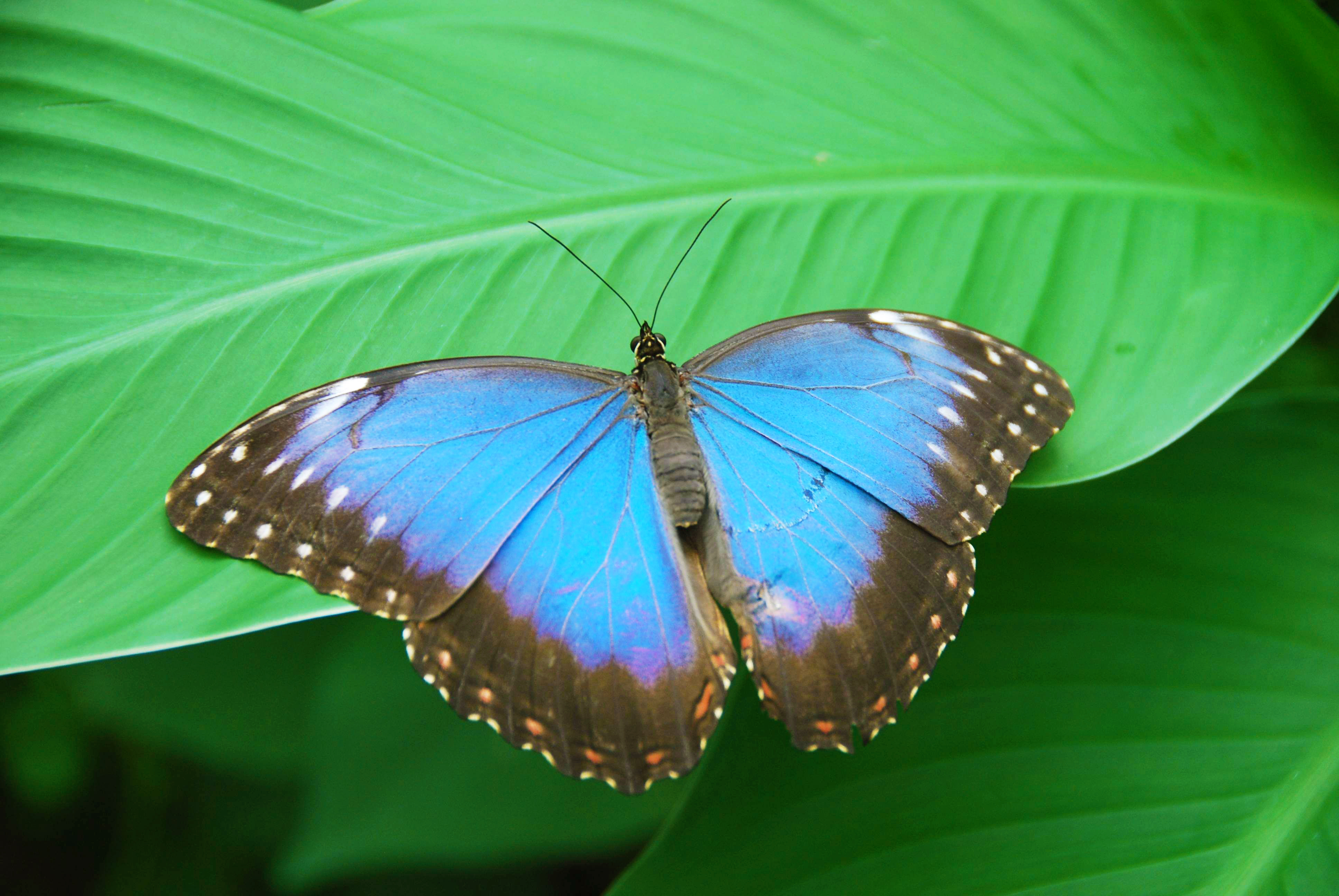 Morpho peleides-vlinder close-up met helderblauwe vleugels met een zwarte rand